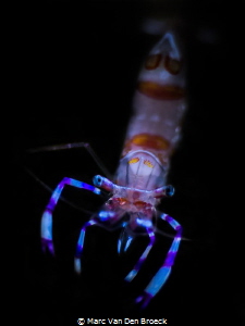 small little Shrimp by Marc Van Den Broeck 